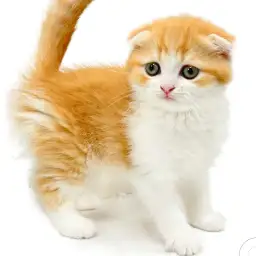 フォールデックス