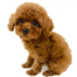 トイ・プードル