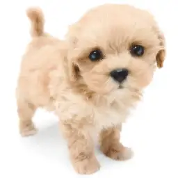 MIX（マルチーズ×トイプードル）