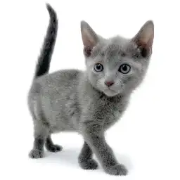 ロシアンブルー