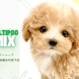 【 マルプー 】MIX犬代表!お顔から性格まで完璧なマルプーくんがやってきた!