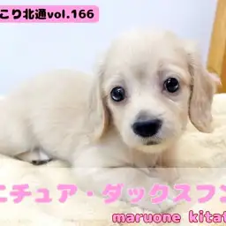 【 ほっこり北通vol.166 】北戸田店にドクターイエロー登場！？注目人気犬種