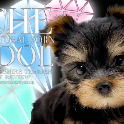 【 ヨークシャーテリア 】小さな冒険家！おめめキラキラなヨーキーガール！