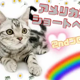 【 アメリカンショートヘア 】生後4ヶ月半！超甘えん坊な男の子の成長記録！