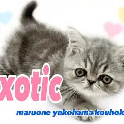 【 エキゾチック 】ぶちゃかわの代表！鼻ぺちゃ×タレ目の癒し系男子
