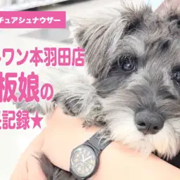 【 ミニチュアシュナウザー 】人懐っこくてお手入れ上手！マルワン本羽田店の看板娘！