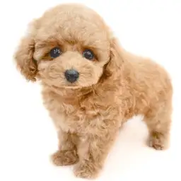 トイ・プードル