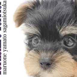 【 ヨークシャーテリア 】マズル短めの小さめサイズ！大和市に実在するアイドル犬！