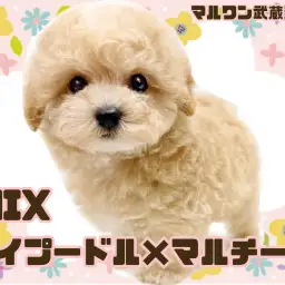 【 マルプー 】トイプードルとマルチーズの大人気MIXが埼玉浦和に登場！