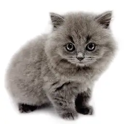 ブリティッシュロングヘア