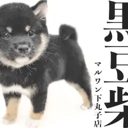 【 豆柴 】人気の黒毛カラー!小さな体に詰まった魅力満載の男の子が大田区にキタ!