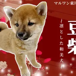 【 豆柴 】小さな和の宝石！気品と可愛さをまとった豆柴の女の子に注目