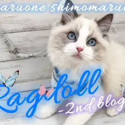 【 ラグドール 】見た目も性格も100点満点のイケメン大型猫種の2ndブログ！