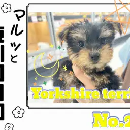 【 マルっと東川口日和No.29 】お風呂に挑戦するヨーキーちゃん!