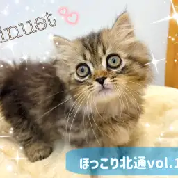 【 ほっこり北通vol.176 】すりごろ丸出し！短足ミヌエットちゃん爆誕！