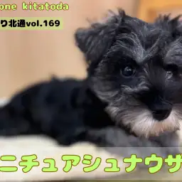 【 ほっこり北通vol.169 】撫でてもらうのが大好き！穏やか甘えん坊シュナ