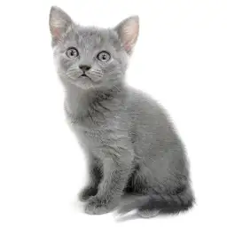 ロシアンブルー