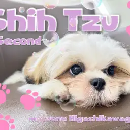 【 シーズー 】生後4ヶ月半!超ほのぼのわんこは超優秀に成長しました!