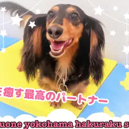 【 ファーストパートナー 】マルワン白楽店トリマー山村の愛犬物語！