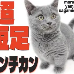 【 マンチカン 】丸みと超短足！毛色に体型と個性豊かな甘えん坊猫が大和市に！