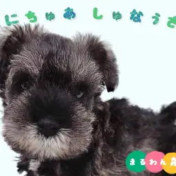 【 ミニチュアシュナウザー 】超甘えん坊な性格に甘いお顔の男の子が杉並区に登場！