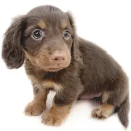 ミニチュア・ダックスフント