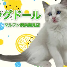 【 ラグドール 】美形にゃんこ!人懐こさ抜群の男の子!