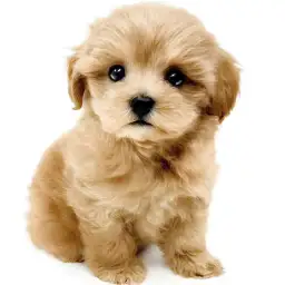 MIX（マルチーズ×トイプードル）