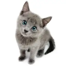 ロシアンブルー