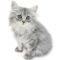 ノルウェージャンフォレストキャット