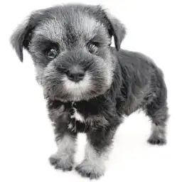 ミニチュア・シュナウザー