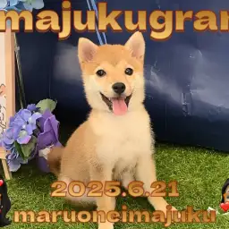 【 イマジュクグラム 】もうすぐ生後5ヶ月!初心者さま必見の温厚豆柴ちゃま!