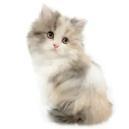 スコティッシュフォールド