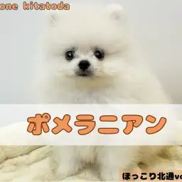 【 ほっこり北通vol.174 】THEたぬき顔！ムチッとボディがたまらない！