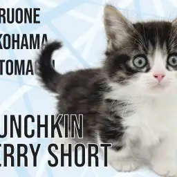 【 マンチカン 】短足×長毛！横浜元町の心に寄り添うマンチちゃん！