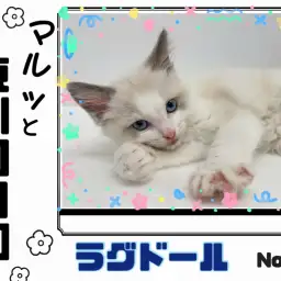 【 マルっと東川口日和No.28 】超美猫!性格も満点なラグドールがやってきた!