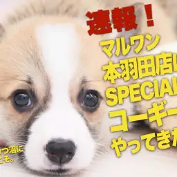 【 コーギー速報！ 】マルワン本羽田店にスペシャルな子犬ちゃんがやってきました！