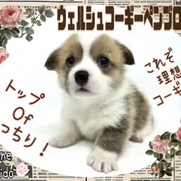 【 コーギー 】これぞ理想のコーギースタイル！もっちり！童顔！ご機嫌ガール！