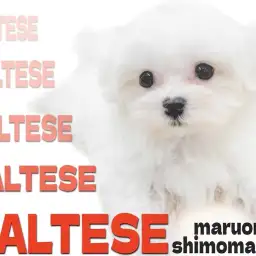 【 マルチーズ 】マズル短めのドワーフ体型が特徴的な純白の子犬が大田区に登場！