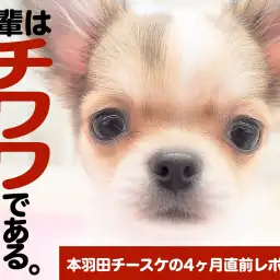 【 チワワ 】生後4ヶ月直前レポート！〜吾輩はチワワである。〜