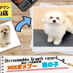 【 MIX 】 ポメプーの城山っ子成長報告！2025年6月2日