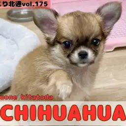 【 ほっこり北通vol.175 】手乗りサイズのロングコートチワワが戸田市に登場