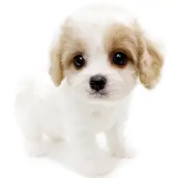 MIX（ビションフリーゼ×キャバリアキングチャールズスパニエル）