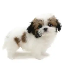 MIX（チワワ×シーズー）