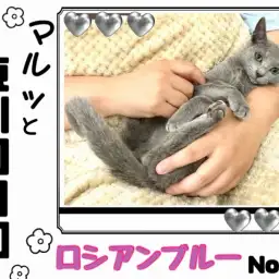 【 マルっと東川口日和No.26 】抱っこ好きなロシちゃんはお手入れだって得意！