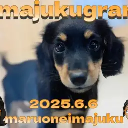 【 イマジュクグラム 】遊び上手な目ヂカラ最強のダックスフントちゃま最新情報!