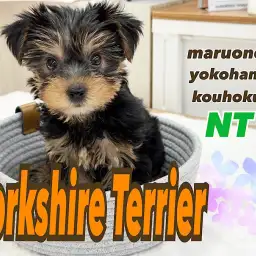 【 ヨークシャーテリア 】神秘的なシルキーコート！むっちりボディの女の子