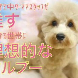 【 MIX 】ワーママスタッフが推す子育て世帯に理想的なマルプーちゃん！