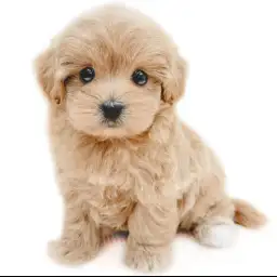 MIX（トイプードル×マルチーズ）