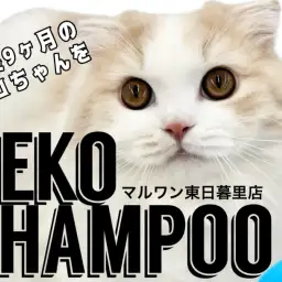 【 猫シャンプー 】生後9ヵ月の長毛スコちゃんを猫美容のプロがビフォーアフター!